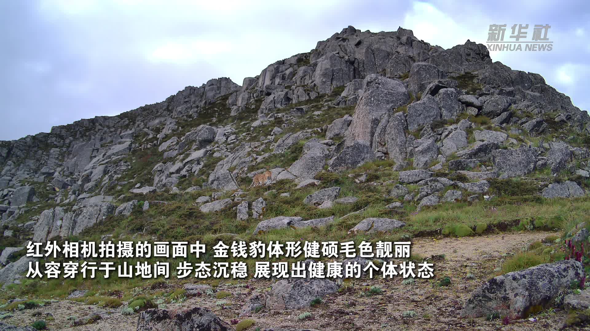 เสฉวนจับภาพ ‘เสือดาวหิมะ’ ท่วงท่าปราดเปรียว