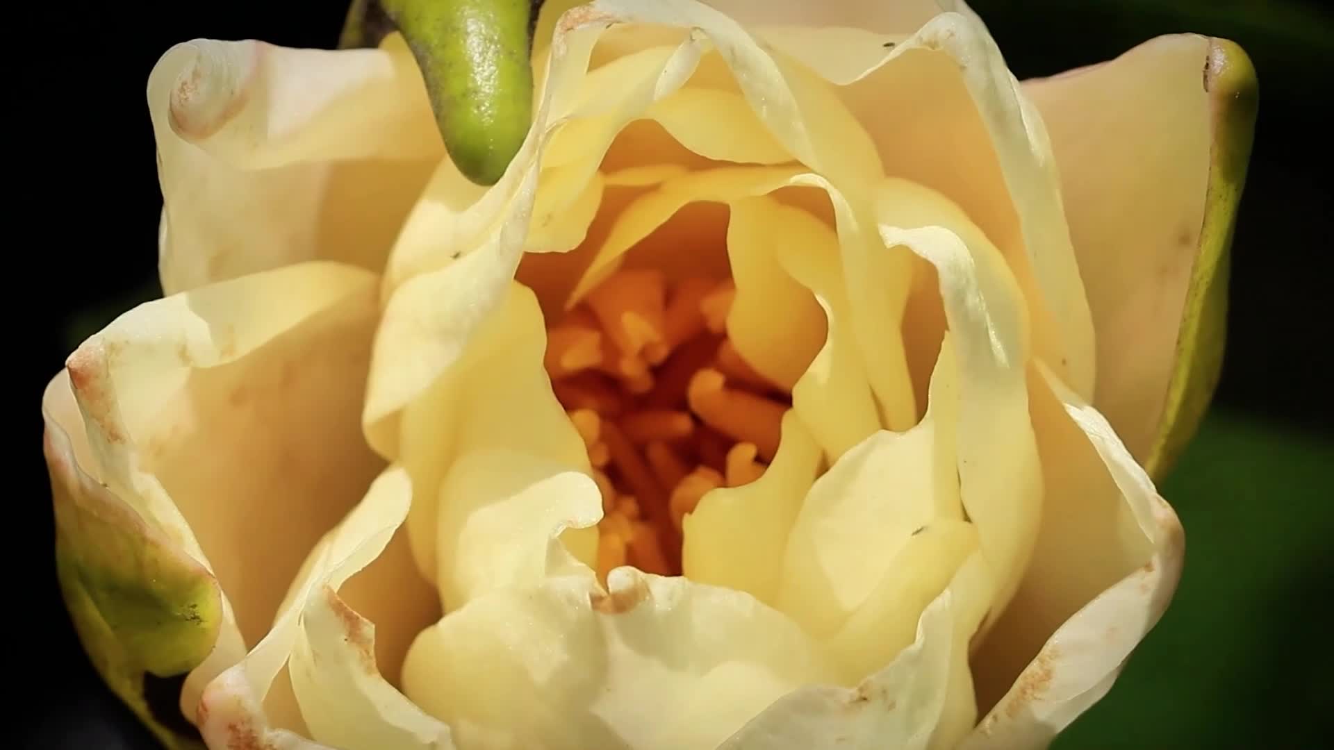 ‘ดอกบัว’ แย้มบานอวดสีสันงามกลางสระในจี๋หลิน