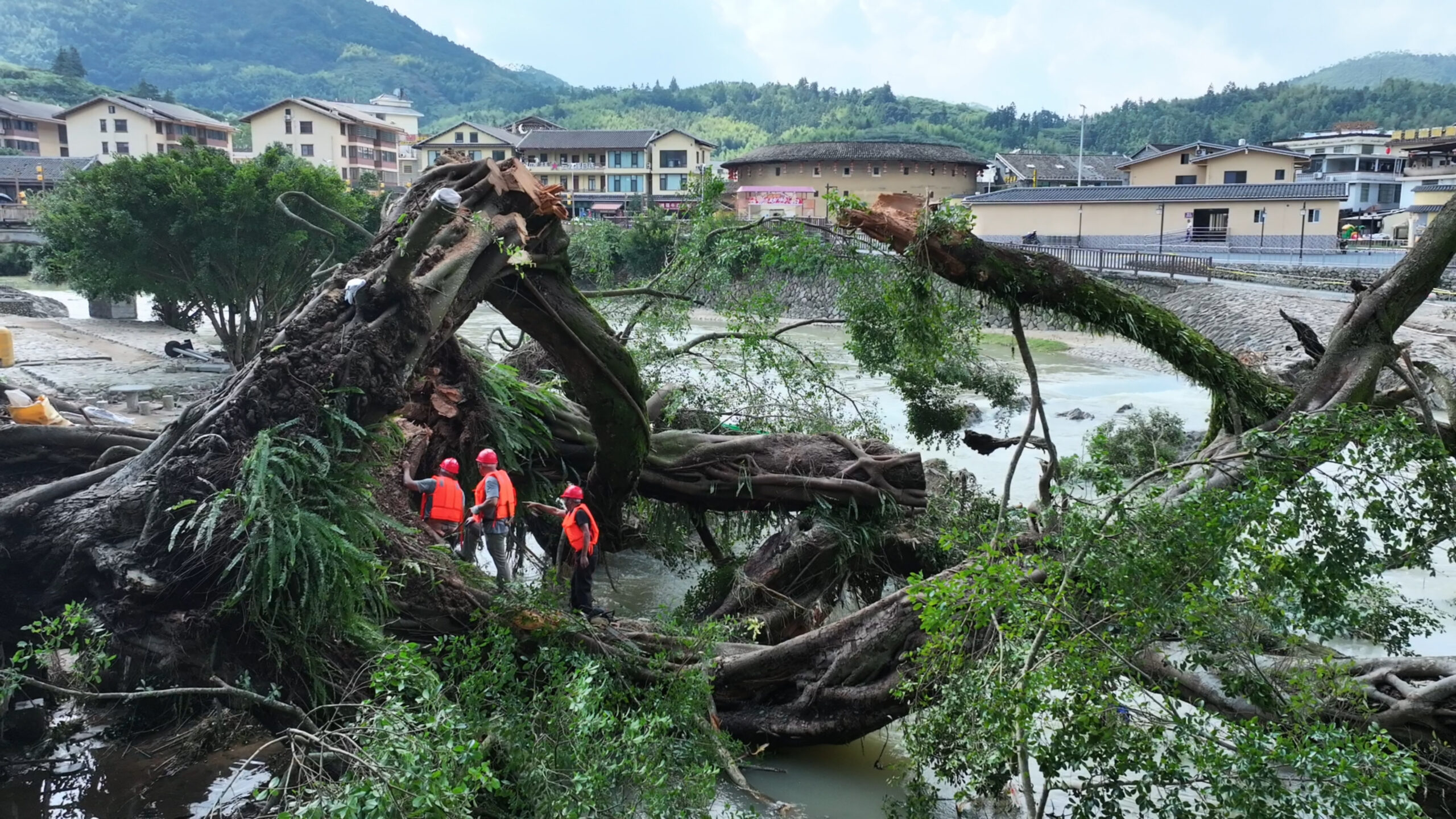ฝูเจี้ยนเร่งกู้ ‘ต้นไทรโบราณ’ อายุกว่า 600 ปี หลังโค่นล้มจากฝนตกหนัก